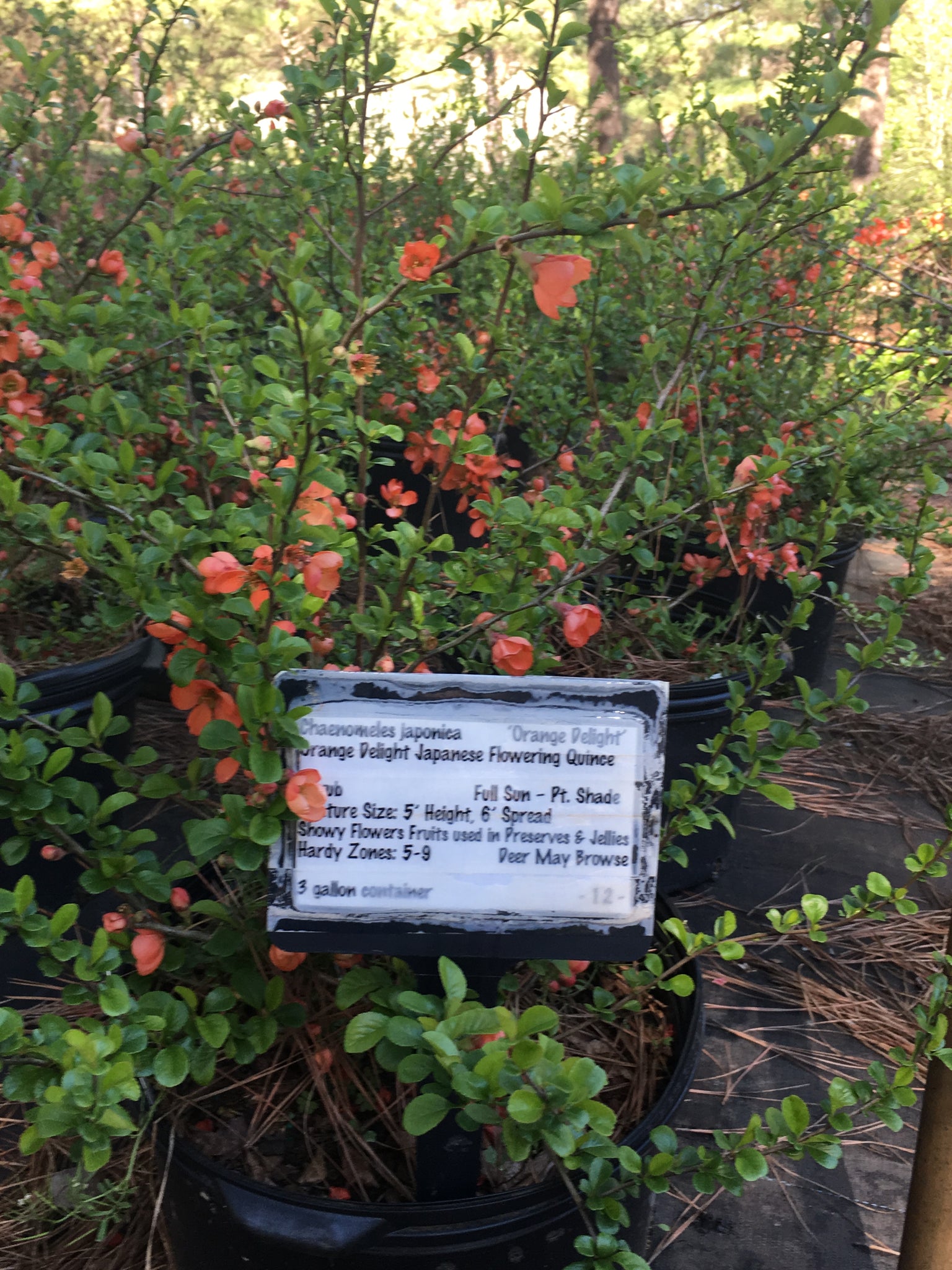Orange Delight Japanese Flowering Quince Toms Creek Farm & Nursery