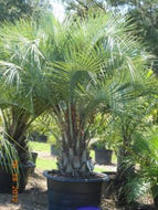 Pindo Palm