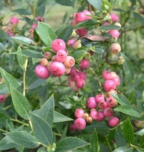 Pink Lemonade Blueberry (high-bush)
