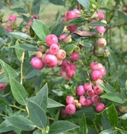 Pink Lemonade Blueberry (high-bush)