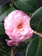 Pink Perfection Camellia