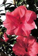 Autumn Princess Encore Azalea