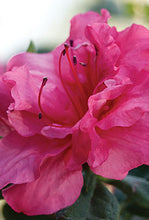 Autumn Rouge Encore Azalea