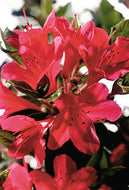 Autumn Ruby Encore Azalea