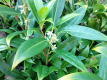 Sarcococca 'Himalayan Sweet Box'