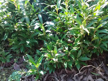 Sarcococca 'Himalayan Sweet Box'