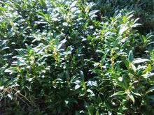 Sarcococca 'Himalayan Sweet Box'