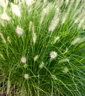 Hameln (dwarf) Fountain Grass