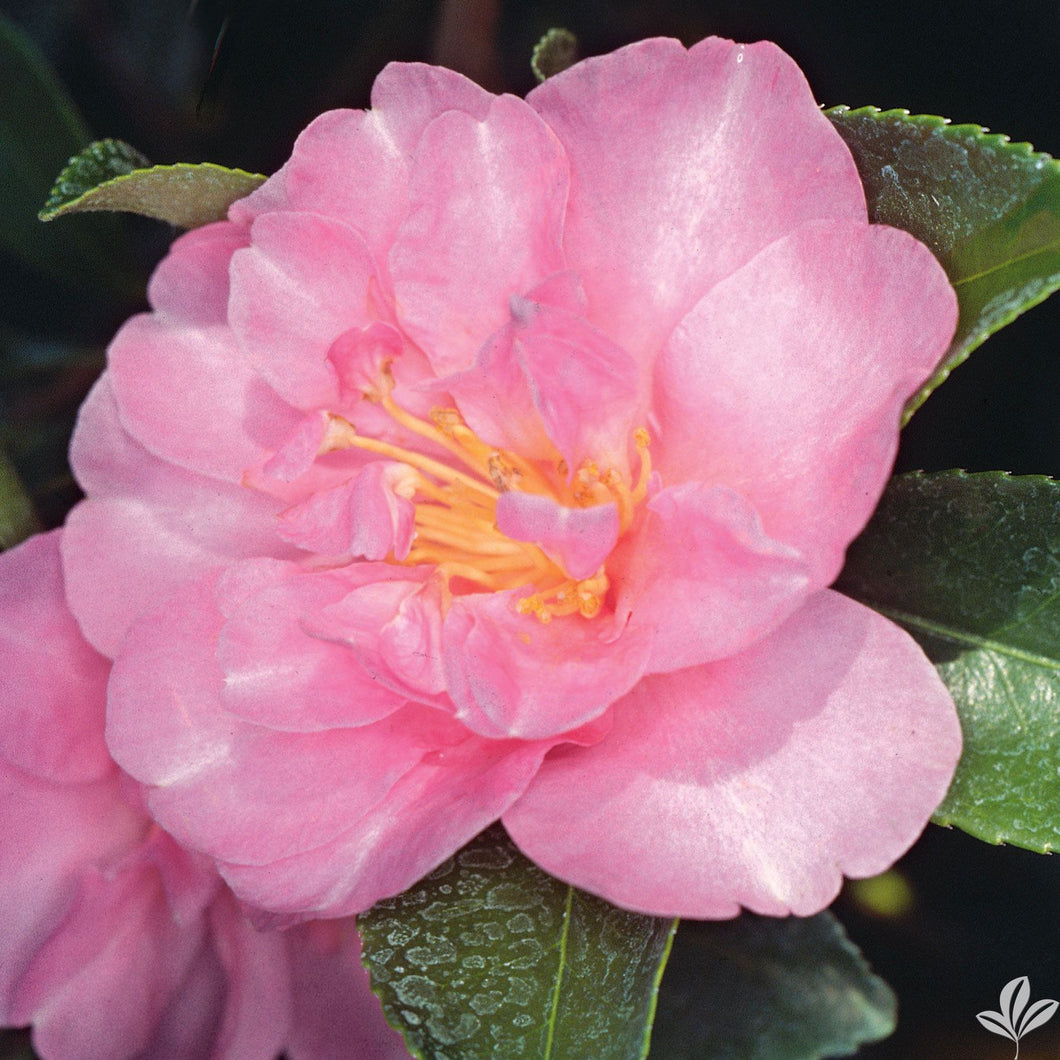 Showa-No-Sakae Camellia