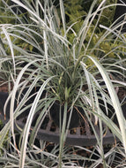 Silver Dragon Liriope Spicata