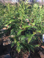Spring Grove Western Arborvitae