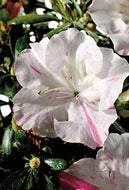 Autumn Starlite Encore Azalea