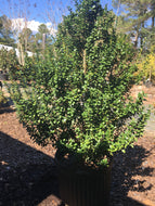 Steeds Japanese Holly