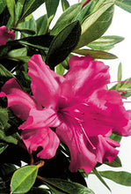 Autumn Sundance Encore Azalea