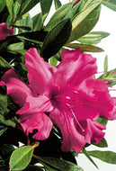 Autumn Sundance Encore Azalea