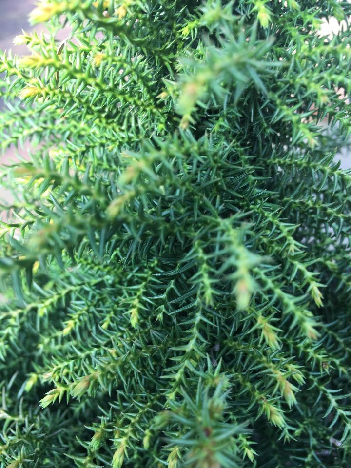 Tansu Japanese Cedar (Dwarf Cryptomeria) Toms Creek Farm & Nursery
