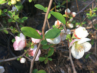 Toyo-Nishiki Quince