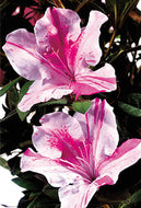 Autumn Twist Encore Azalea