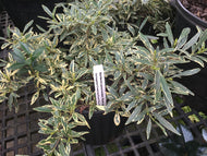 Variegated Creeping Dwarf Gardenia