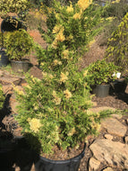 Variegated Hollywood Juniper