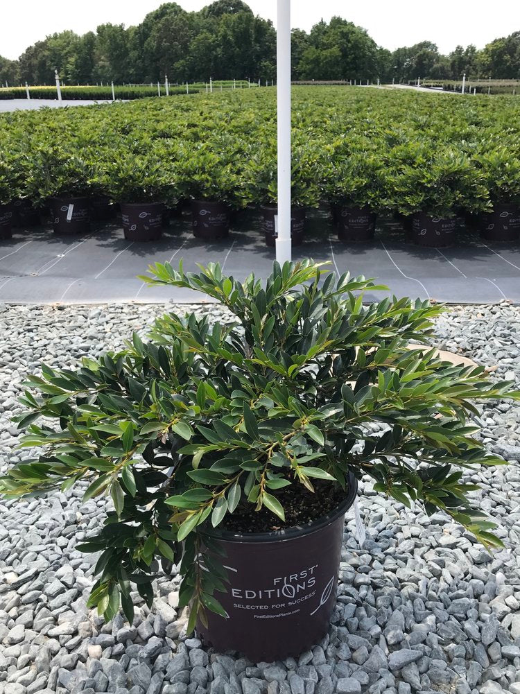 vintage jade plant Vintage Jade Distylium
