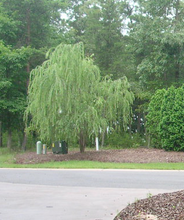 Weeping Willow