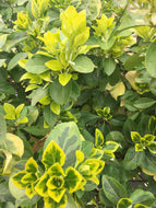 Golden Prince Euonymus