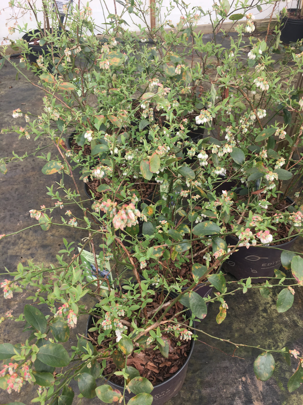 Woodard Blueberry (rabbit eye)