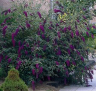 Black Knight Butterfly Bush