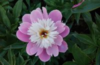 Bowl of Beauty Peony