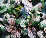 Bronze Beauty Ajuga