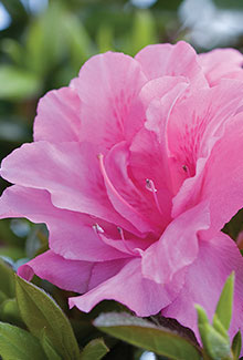 Autumn Carnation Encore Azalea