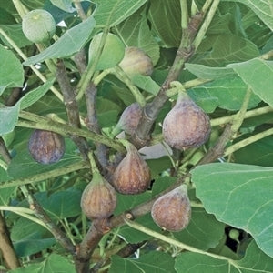 Celeste Fig Tree