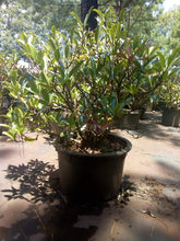 Chindo Viburnum