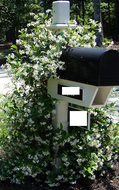 Confederate Star Jasmine