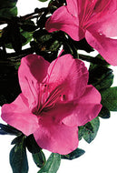 Autumn Carnival Encore Azalea