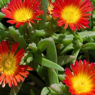 Fire Wonder Ice Plant