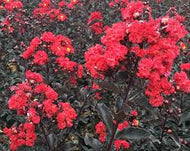 Ebony Fire Crape Myrtle