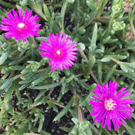 Hardy Ice Plant - magenta