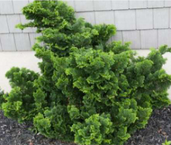 Dwarf Hinoki Cypress