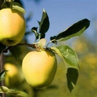 Ein Shemer Apple (standard)