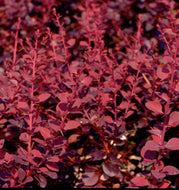 Crimson Pygmy Barberry