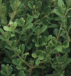 Japanese Boxwood