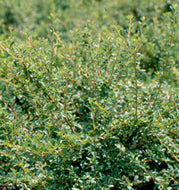 Coral Beauty Cotoneaster