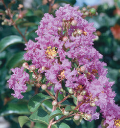 Catawba Crape Myrtle
