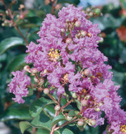 Catawba Crape Myrtle