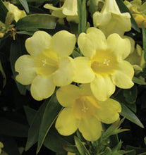 Carolina Jasmine