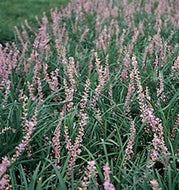 Evergreen Giant Liriope