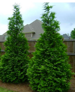 Green Giant Arborvitae