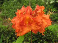 Gibraltar Deciduous Azalea